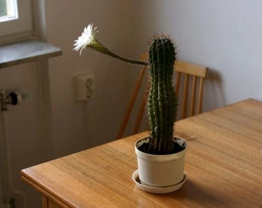 Kaktusblomma