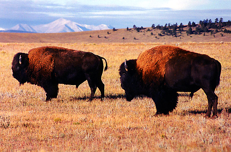 1999-09-buffalos.jpg